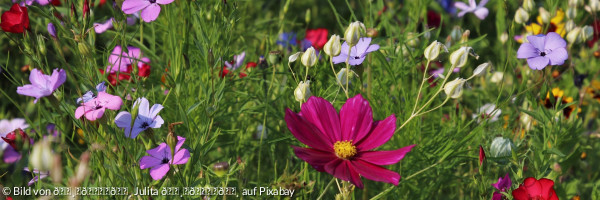 Blumen Wiese - wie vor St. Johannis